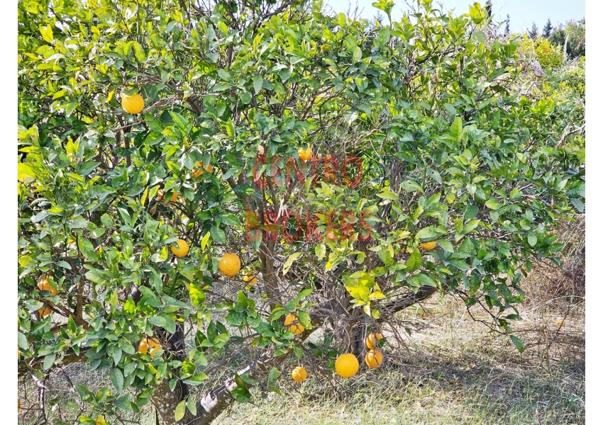 Ziemia rolna z sadem pomarańczowym blisko plaży w Cullera, Walencja